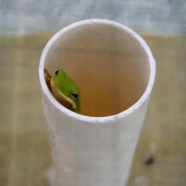thumbnail for publication: How To Make a Treefrog House